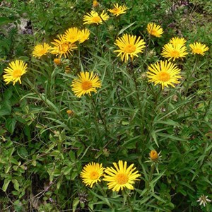 6 x aunée à feuilles récurvées - inula ensifolia  - godet 9x9 cm