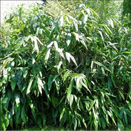 Indocalamus tessalatus (= sasa t.) - 20-30 cm pot