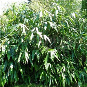 Indocalamus tessalatus (= sasa t.) - 20-30 cm pot