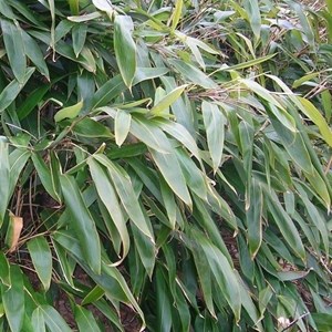 Indocalamus tessalatus (= sasa t.) - 20-30 cm pot