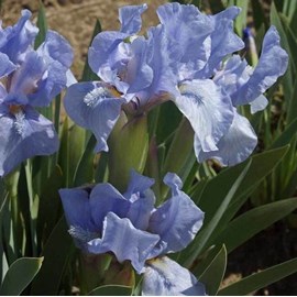 6 x iris nain  - iris pumila 'blue denim'  - godet 9x9 cm