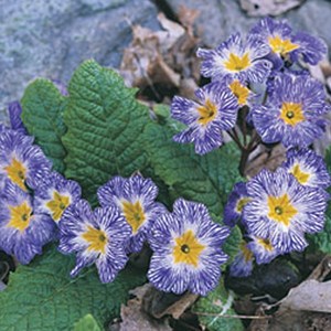 6 x iris nain  - iris pumila 'blue denim'  - godet 9x9 cm