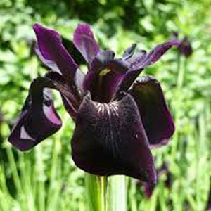 6 x  chrissy  - iris chrysographes 'black form'  - godet 9x9 cm