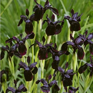 6 x  chrissy  - iris chrysographes 'black form'  - godet 9x9 cm