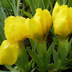 6 x iris nain  - iris pumila 'brassie'  - godet 9x9 cm