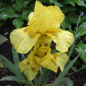 6 x iris nain  - iris pumila 'brassie'  - godet 9x9 cm