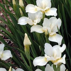 6 x iris nain  - iris pumila 'bright white'  - godet 9x9 cm