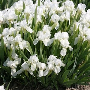6 x iris nain  - iris pumila 'bright white'  - godet 9x9 cm