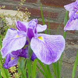 6 x iris japonais  - iris ensata 'activity'  - godet 9x9 cm