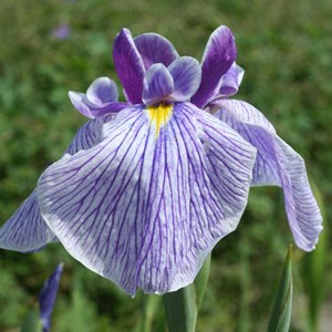 6 x iris japonais  - iris ensata 'activity'  - godet 9x9 cm