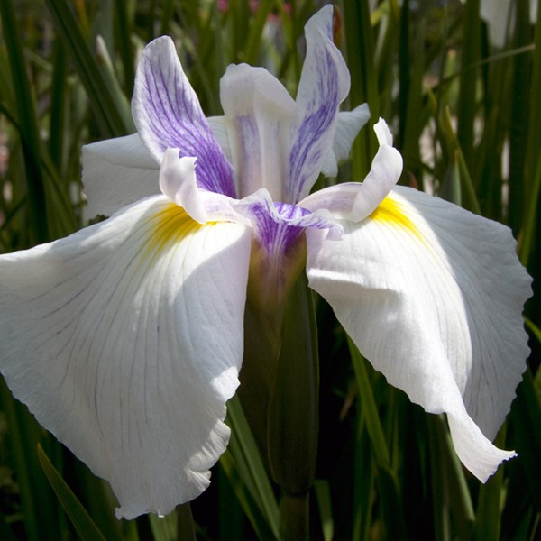 Arborix - 6 x iris japonais  - iris ensata 'emotion'  - godet 9x9 cm