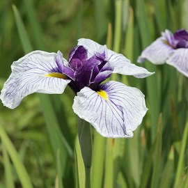 6 x iris japonais - iris ensata  - godet 9x9 cm