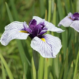 6 x iris japonais - iris ensata  - godet 9x9 cm