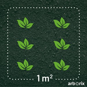 6 x iris japonais - iris ensata  - godet 9x9 cm