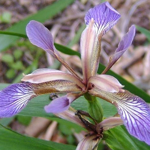6 x iris gigot - iris foetidissima - godet 9x9 cm