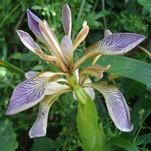 6 x iris gigot - iris foetidissima  - godet 9x9 cm