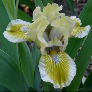 6 x iris nain  - iris 'green little'  - godet 9x9 cm