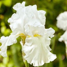6 x iris des jardins  - iris germanica 'immortality'  - godet 9x9 cm