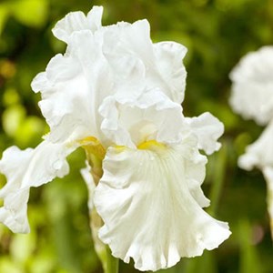 6 x iris des jardins  - iris germanica 'immortality'  - godet 9x9 cm