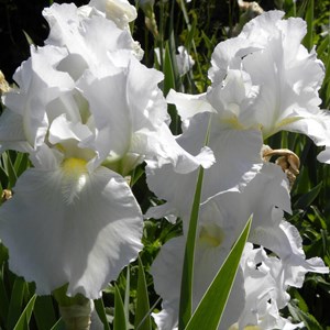 6 x iris des jardins  - iris germanica 'immortality'  - godet 9x9 cm