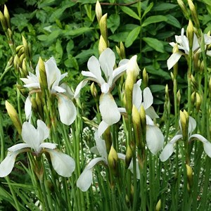 6 x iris de sibérie  - schwertlilie 'snow queen'  - godet 9x9 cm