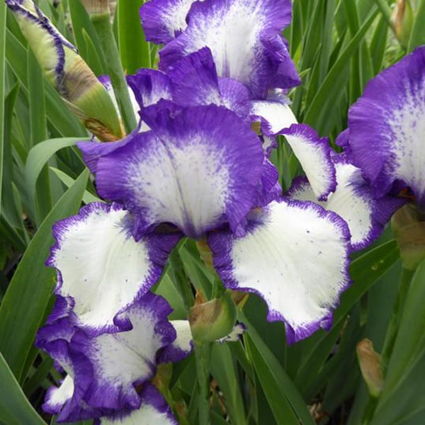 6 x iris des jardins - iris germanica 'loop the loop' - godet 9x9 cm