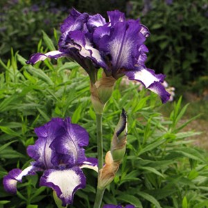 6 x iris des jardins  - iris germanica 'loop the loop'  - godet 9x9 cm