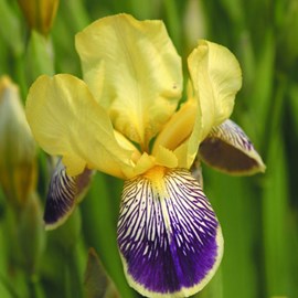 6 x iris des jardins  - iris germanica 'nibelungen'  - godet 9x9 cm