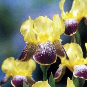 6 x iris des jardins  - iris germanica 'nibelungen'  - godet 9x9 cm