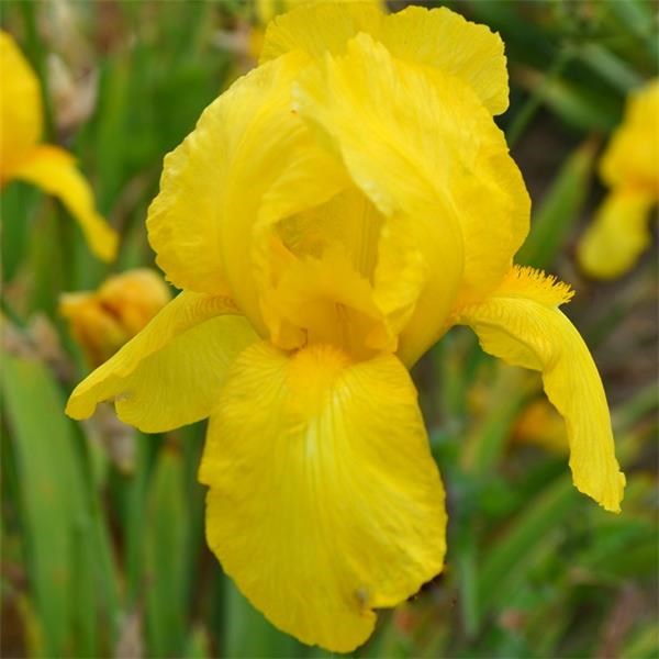 6 x iris des jardins - iris germanica 'ola kala' - godet 9x9 cm