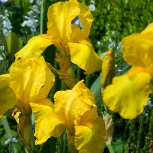 6 x iris des jardins  - iris germanica 'ola kala'  - godet 9x9 cm