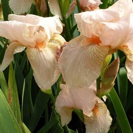 6 x iris des jardins  - iris germanica 'pink horizon'  - godet 9x9 cm