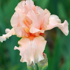 6 x iris des jardins  - iris germanica 'pink horizon'  - godet 9x9 cm