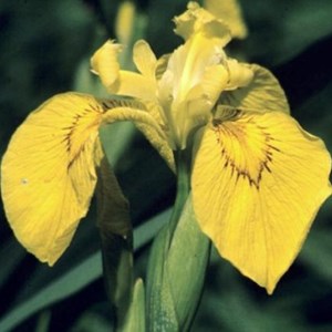 6 x iris des marais - iris pseudacorus  - godet 9x9 cm