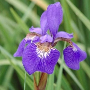 6 x iris de sibérie  - iris 'blue king'  - godet 9x9 cm