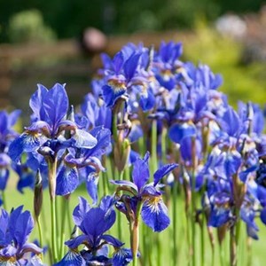 6 x iris de sibérie  - iris 'blue king'  - godet 9x9 cm