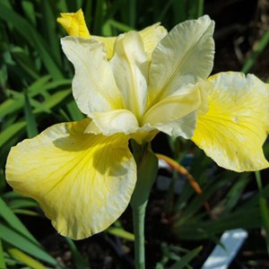 6 x iris de sibérie  - iris 'butter and sugar'  - godet 9x9 cm