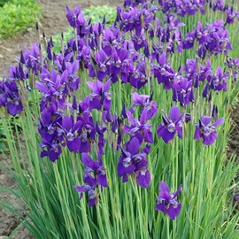 6 x iris de sibérie 'caesar' brother' - iris 'caesar's brother'  - godet 9x9 cm