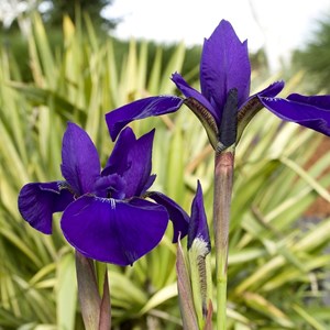 6 x iris de sibérie 'caesar' brother' - iris 'caesar's brother'  - godet 9x9 cm