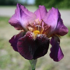 6 x iris des jardins  - iris germanica 'senlac'  - godet 9x9 cm