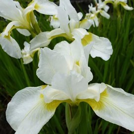 6 x iris des jardins  - iris germanica 'white knight'  - godet 9x9 cm