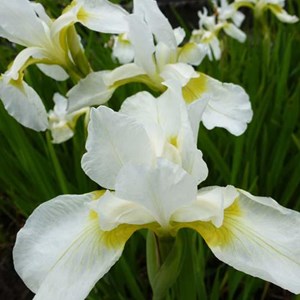 6 x iris des jardins  - iris germanica 'white knight'  - godet 9x9 cm