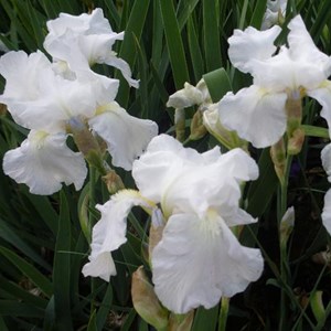 6 x iris des jardins  - iris germanica 'white knight'  - godet 9x9 cm