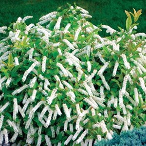 2 x itea de virginie  - itea virginica 'little henry'  - 30-40 cm pot