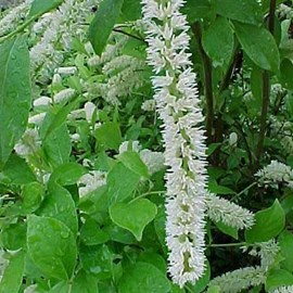 2 x itea de virginie  - itea virginica 'little henry'  - 30-40 cm pot