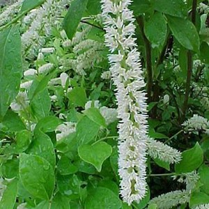 2 x itea de virginie  - itea virginica 'little henry'  - 30-40 cm pot