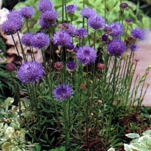 Jasione laevis - godet 9x9 cm