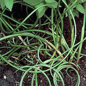 6 x jonc diffus, jonc commun - juncus effusus  - godet 9x9 cm