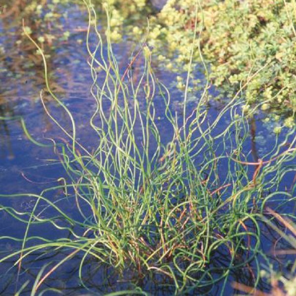 6 x jonc spiralé - juncus effusus 'spiralis' - godet 9x9 cm