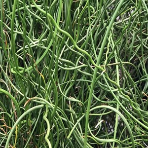 6 x jonc spiralé  - juncus effusus 'spiralis'  - godet 9x9 cm